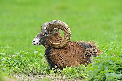 《如龙3 外传》正式公开 将与《如龙 极3》捆绑发售