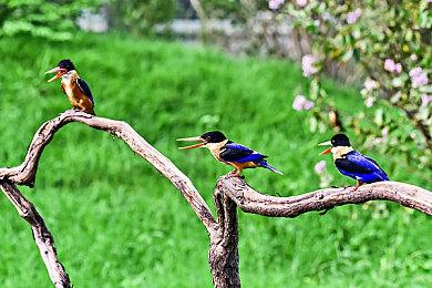 《原始袭变》PC版本周末免费游玩 限时三五折特惠